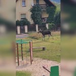 Łoś pojawił się w Sudetach