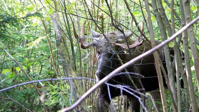 Łoś-rabuś uratowany przez leśników