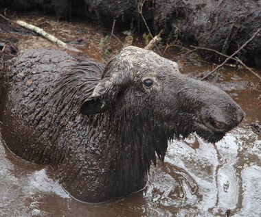 Łoś się topił. Leśnicy ratowali zwierzę 5 godzin 