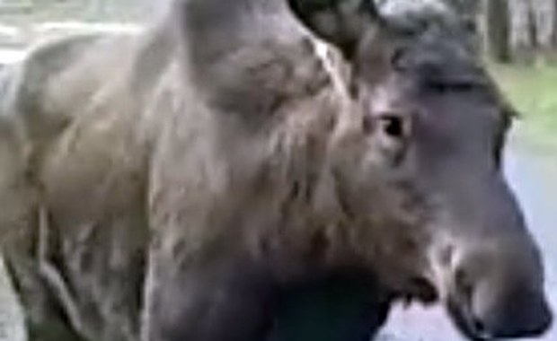 Łoś spacerował po torowisku w Warszawie. „Jak gdyby nigdy nic skubał trawę”