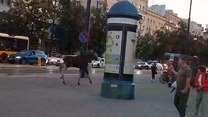 Łoś spacerował po Warszawie