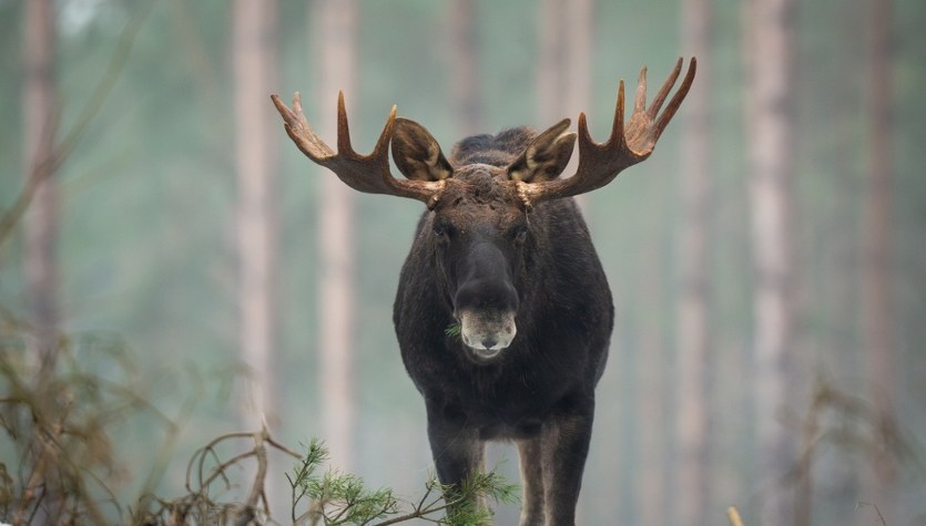 Łoś spacerował z huśtawką na porożu. Zareagowali leśnicy