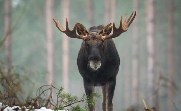 Łoś spacerował z huśtawką na porożu. Zareagowali leśnicy
