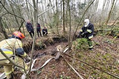 Łoś ugrzązł w torfowisku. Pomogli leśnicy i strażacy