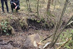 Łoś ugrzązł w torfowisku. Pomogli leśnicy i strażacy