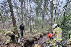 Łoś ugrzązł w torfowisku. Pomogli leśnicy i strażacy