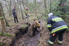 Łoś ugrzązł w torfowisku. Pomogli leśnicy i strażacy