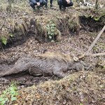 Łoś ugrzązł w torfowisku. Pomogli leśnicy i strażacy