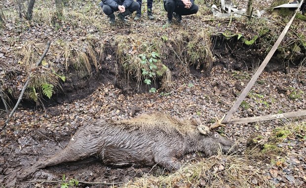 Łoś ugrzązł w torfowisku. Pomogli leśnicy i strażacy