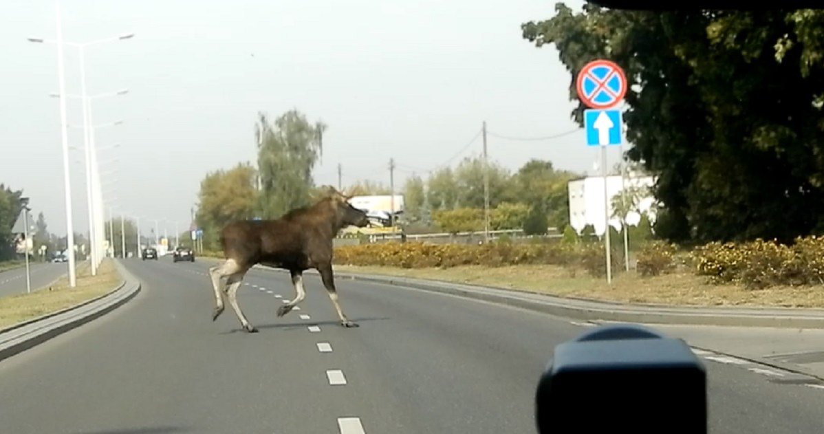 Łoś wbiegł tuż przed nieoznakowany radiowóz /Policja