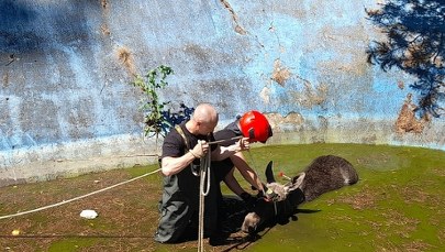 ​Łoś wpadł do zbiornika przeciwpożarowego