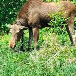 Łoś zaplątał się w światłowód. Pomogli strażacy, akcja trwała 9 godzin