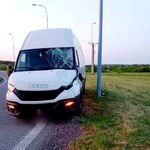 Łosie na ekspresówce. Ucierpiało zwierzę i bus