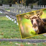 zderzenie z łosiem Łosie pojawiły się na największym cmentarzu w Polsce. Trwa akcja służb w Szczecinie