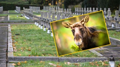 Łosie pojawiły się na największym cmentarzu w Polsce. Trwa akcja służb w Szczecinie 