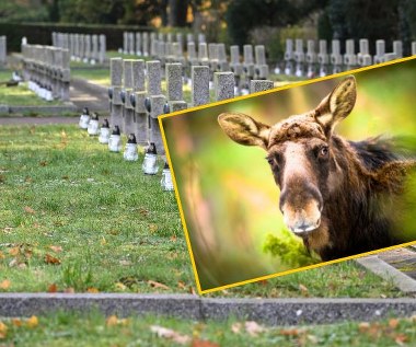 Łosie pojawiły się na największym cmentarzu w Polsce. Trwa akcja służb w Szczecinie 