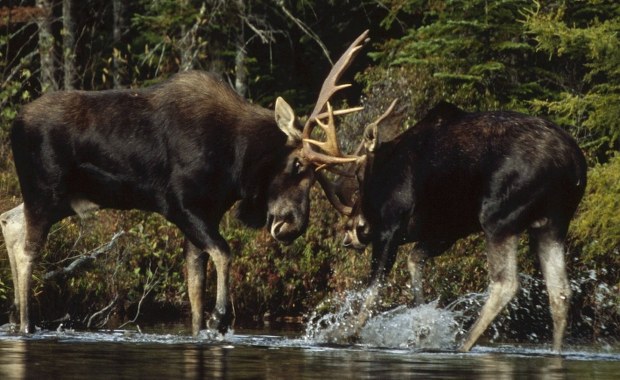 Łosie ponownie będą mogły być zabijane. Ministerstwo zmienia zasady odstrzału