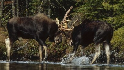 Łosie ponownie będą mogły być zabijane. Ministerstwo zmienia zasady odstrzału