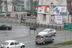 Łosie spacerowały po centrum Myśliborza