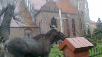 Łosie spacerowały po centrum Myśliborza