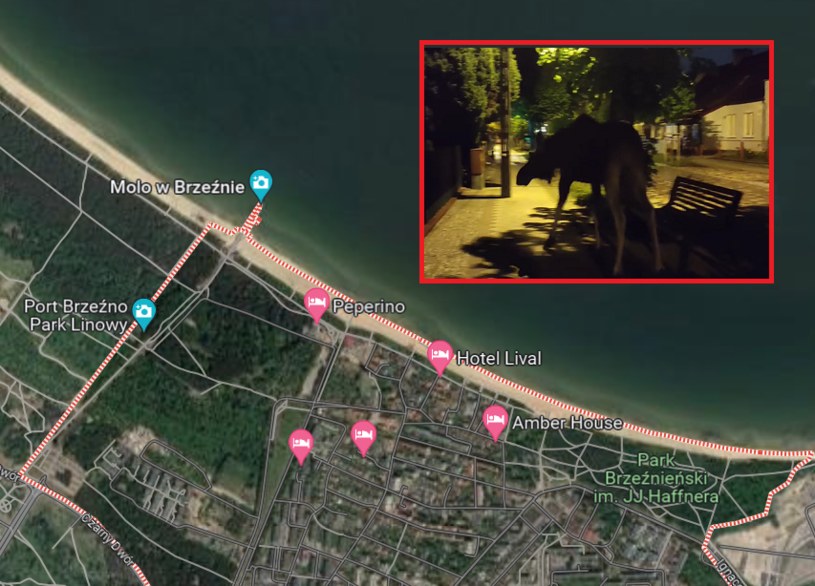 Łosie spacerowały po mieście /Google Maps/Facebook/Gdańsk Brzeźno /materiał zewnętrzny