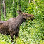 Łosie zaglądają do Warszawy. Ekspertka tłumaczy "nonszalanckie" zachowanie