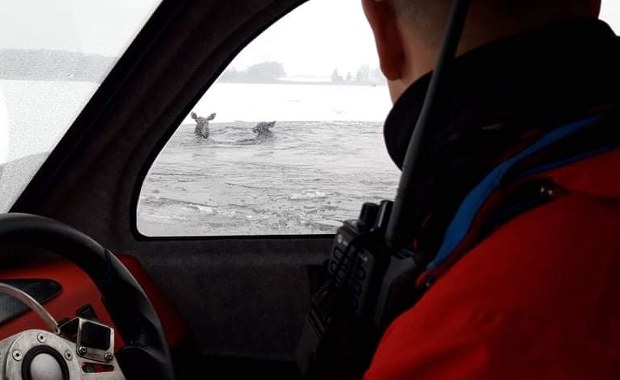 Łosiom na ratunek. Pod zwierzętami załamał się lód
