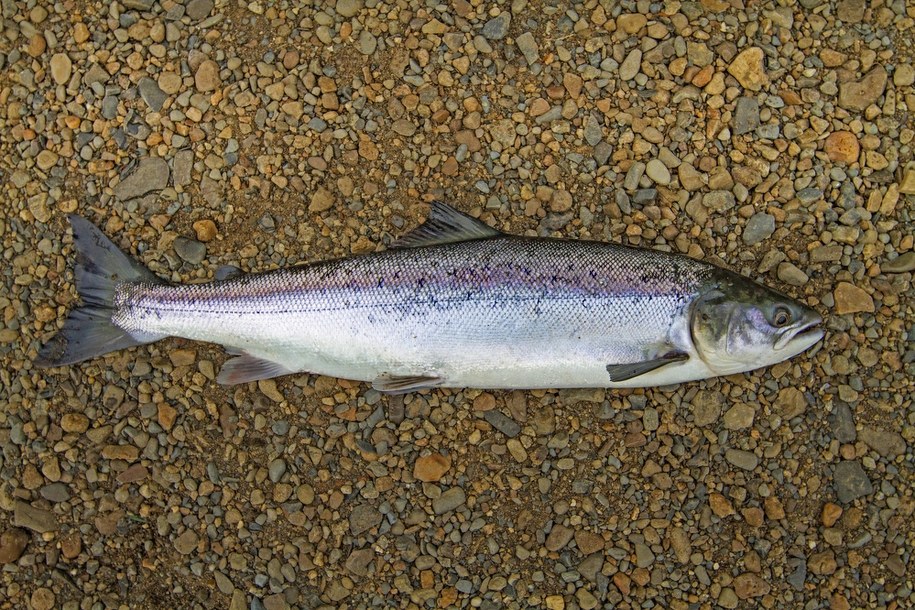 Łosoś atlantycki /	A. Hartl /PAP/EPA