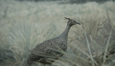 Lotnicy, którzy zeszli na ziemię. Nieloty kiedyś potrafiły latać