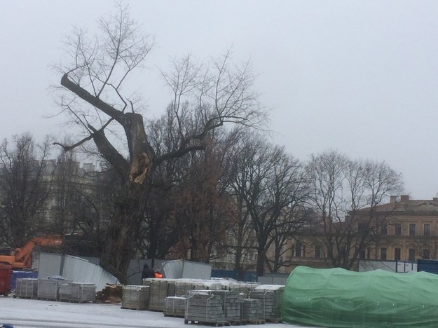 Lubelski Baobab, czyli ponad 100-letnia topola czarna na Placu Litewskim /Krzysztof Kot /RMF FM