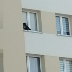 Lubin: Wystawił psa na parapet na 9. piętrze i zamknął okno