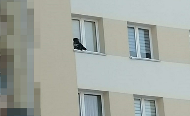 Lubin: Wystawił psa na parapet na 9. piętrze i zamknął okno