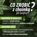 Lublin. Poświąteczna zbiórka drzewek w doniczkach 