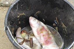 Lublin: Śnięte ryby w Zalewie Zemborzyckim 