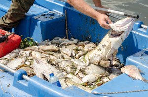 Lubuskie: Usuwanie martwych ryb z Odry potrwa jeszcze kilka dni