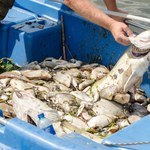 Lubuskie: Usuwanie martwych ryb z Odry potrwa jeszcze kilka dni