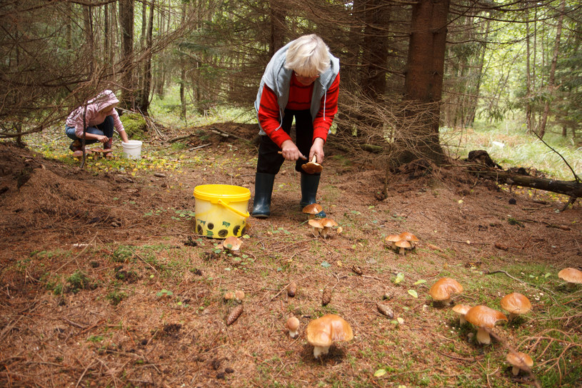 Lubusz zbierać grzyby? Sprawdź się w naszym quizie /123RF/PICSEL