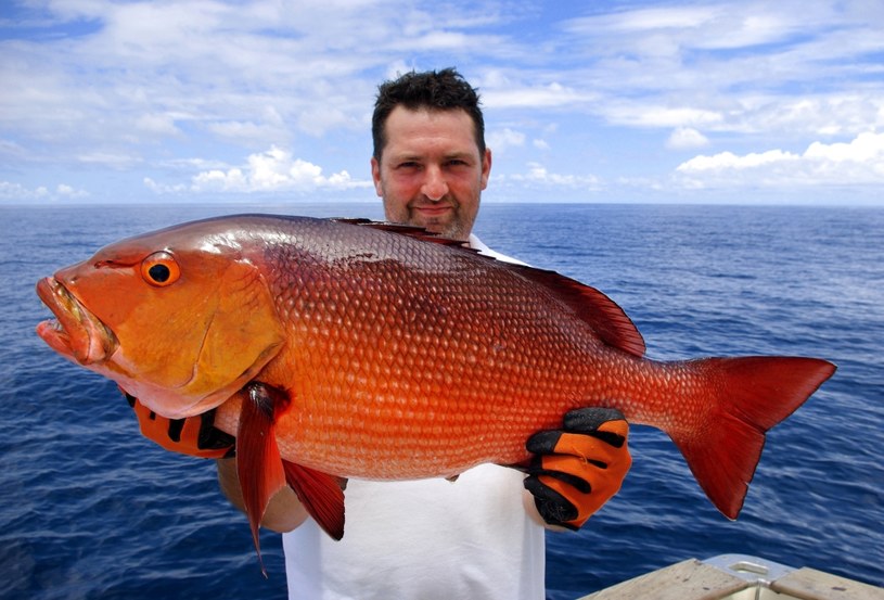 Lucjan czerwony jest niezwykle smaczną rybą, jednak po zamrożeniu jej mięso traci wszystkie zalety /123RF/PICSEL