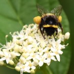 "Lucyfer" w świecie pszczół. Tak wygląda nowy gatunek z diabelskimi rogami