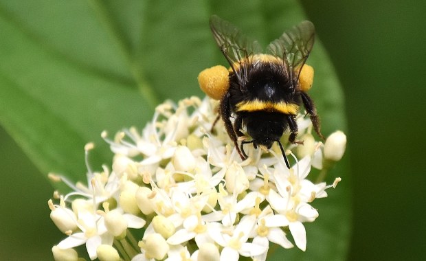 "Lucyfer" w świecie pszczół. Tak wygląda nowy gatunek z diabelskimi rogami