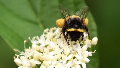 "Lucyfer" w świecie pszczół. Tak wygląda nowy gatunek z diabelskimi rogami