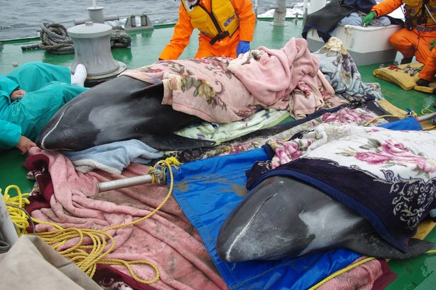 Ludzi polewają delfiny, a nawet okrywających je ręcznikami /JAPAN COAST GUARD /PAP/EPA