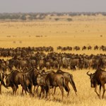 Ludzie coraz bardziej przeszkadzają zwierzętom z Serengeti-Mara