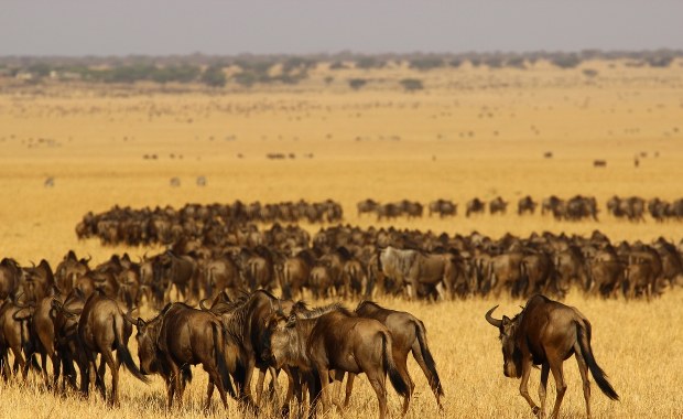 Ludzie coraz bardziej przeszkadzają zwierzętom z Serengeti-Mara