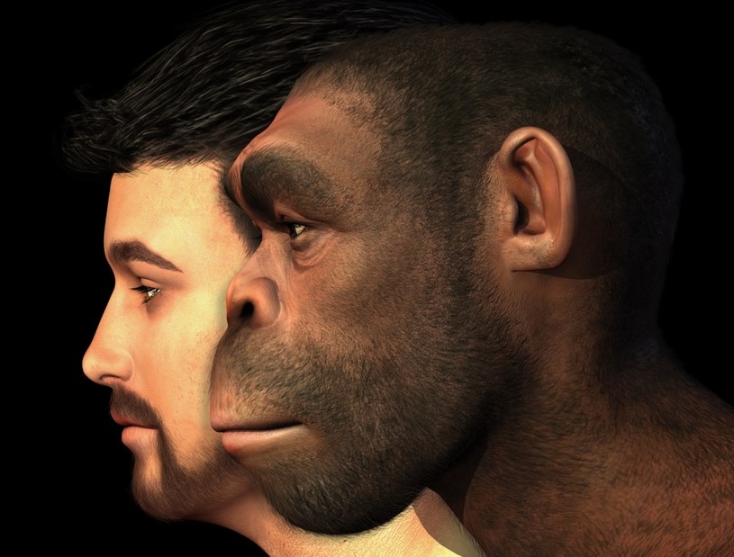 Ludzie i neandertalczycy dzielą wiele genów /123RF/PICSEL