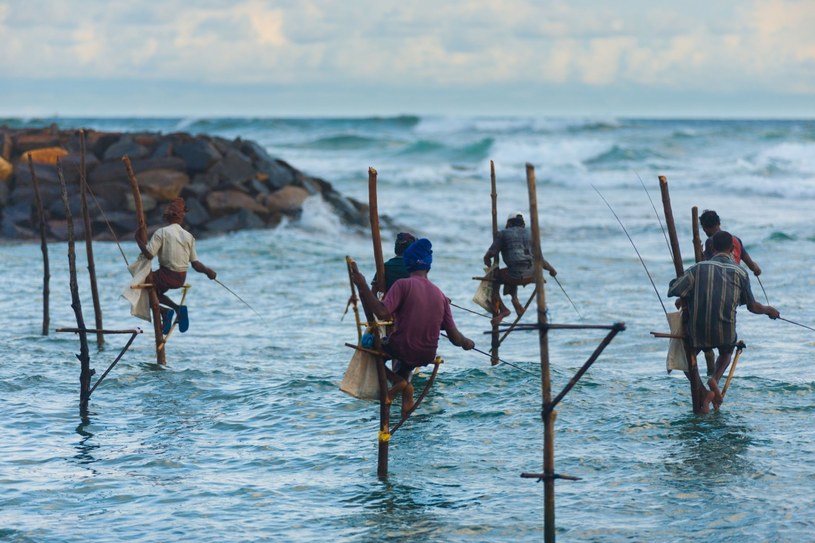 "Ludzie na szczudłach" lub "ludzie czaple" - tak nazywa się tu rybaków łowiących w tradycyjny sposób /123RF/PICSEL