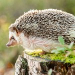 Ludzie postawili budki dla jeży na zimę. Te je omijają. Co się dzieje?