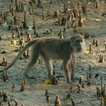 Ludzie przestali dokarmiać małpy w Tajlandii. Reakcja zwierząt zaskakuje