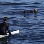 surfing Ludzie toczą z wydrami bitwy o deski surfingowe. Najczęściej przegrywają
