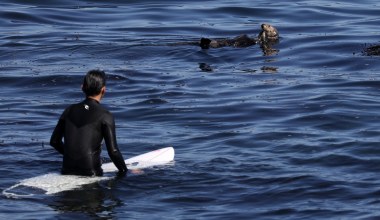 Ludzie toczą z wydrami bitwy o deski surfingowe. Najczęściej przegrywają